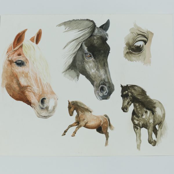 Horse Study